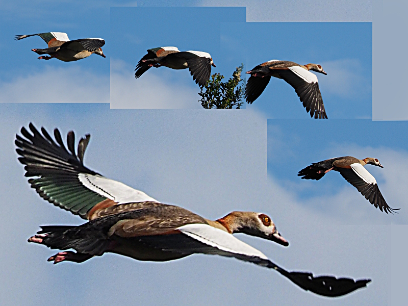 egyptiangoose