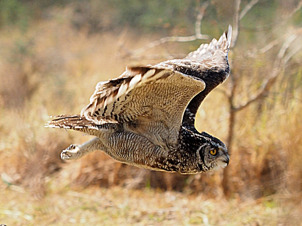 owlinflight