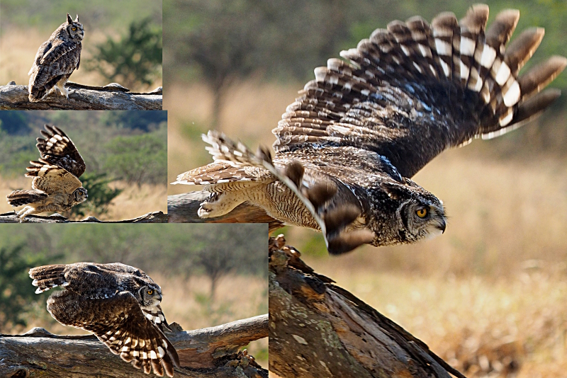 owltakeoff