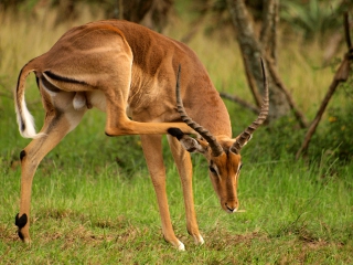 springbuck